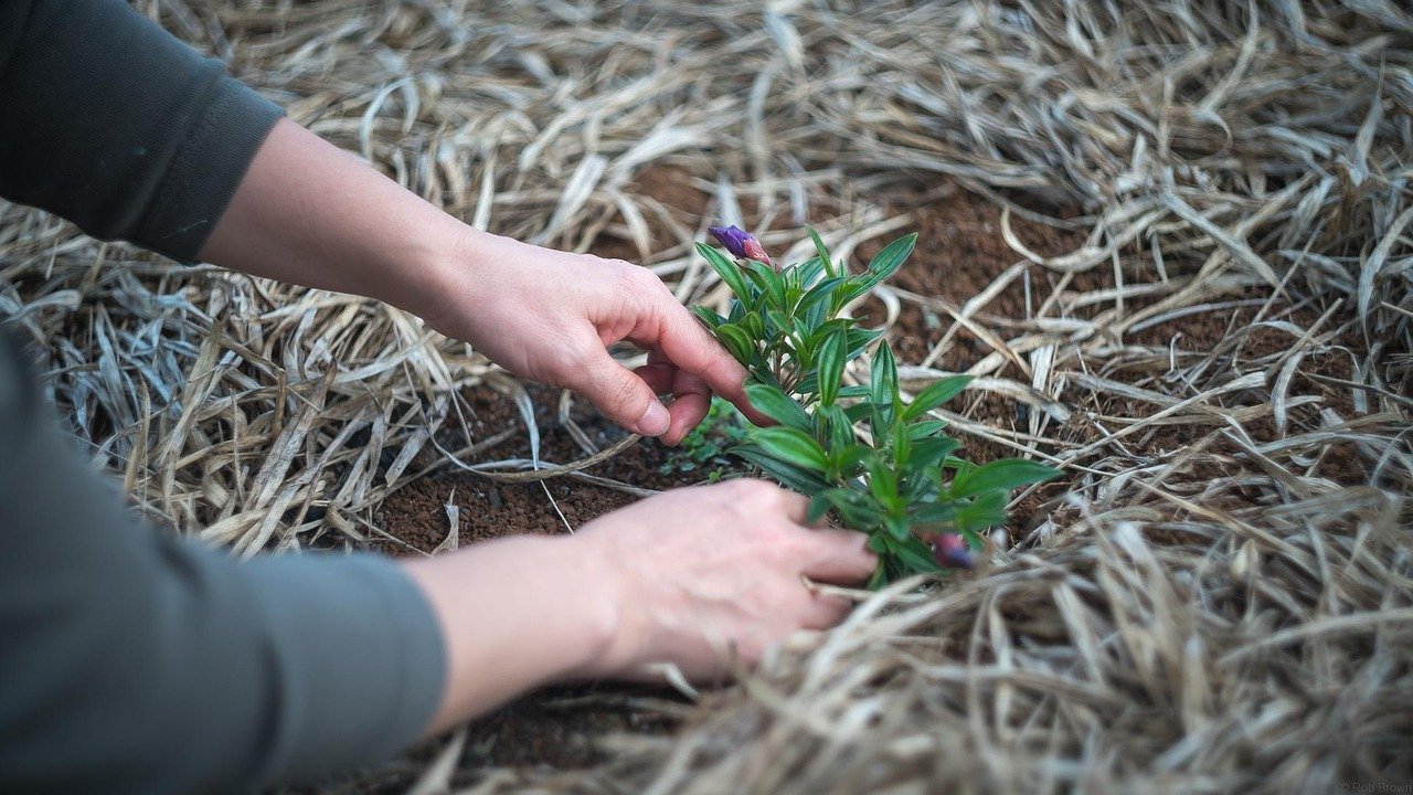 28. Neglecting the Soil Between Established Plants All Season (Image Credits: Pixabay)