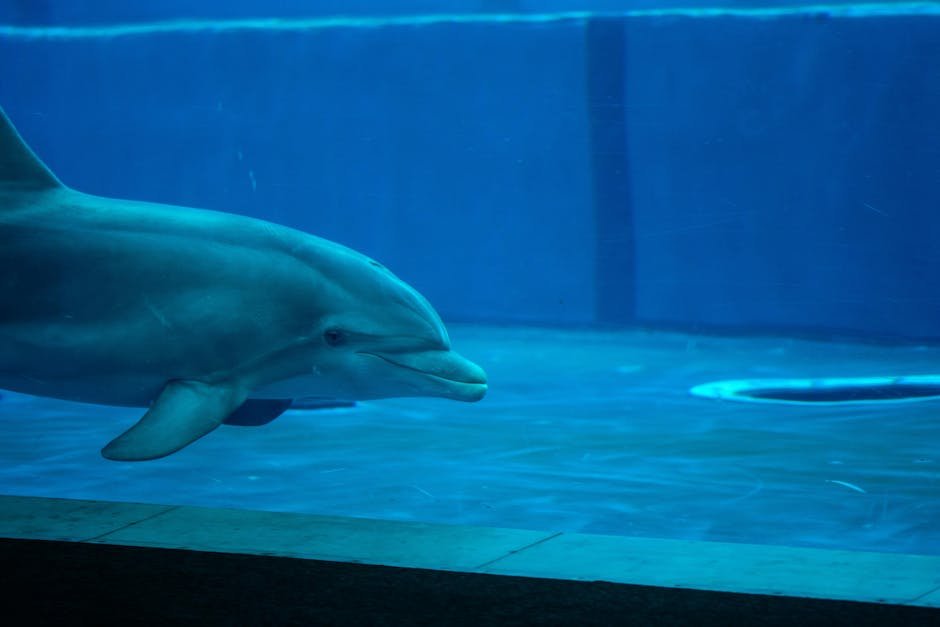 #16 - The Captive Dolphin Swim That Costs $150 and Lasts 10 Minutes (Image Credits: Pexels)