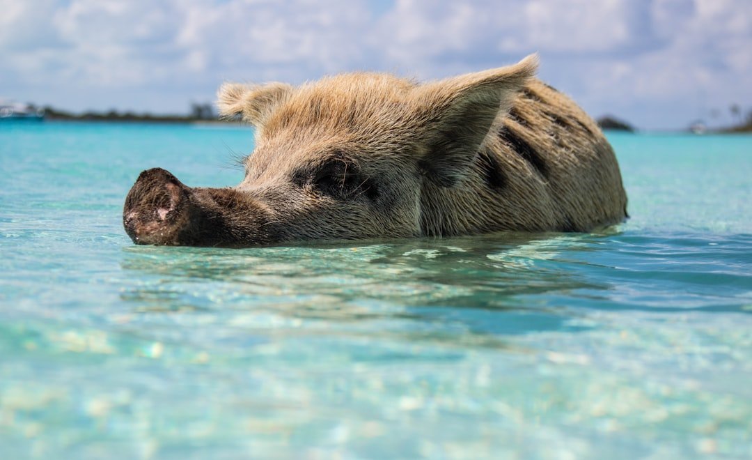 #6 - The Swim With Pigs Experience That Looks Dreamy on Instagram and Bites in Real Life (Image Credits: Unsplash)